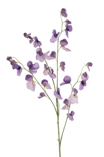 Lathyrus Tak Zijde - 113cm Paars