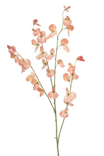 Lathyrus Tak Zijde - 113cm Perzik