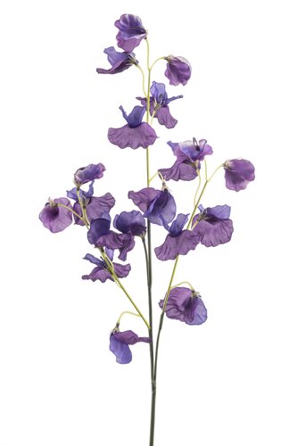 Lathyrus Tak Zijde - 70cm Paars