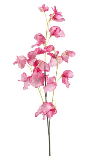 Lathyrus Tak Zijde - 70cm Roze