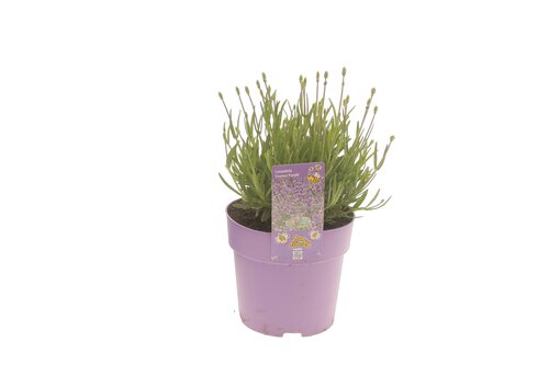 Lavandula ang. Essence Purple