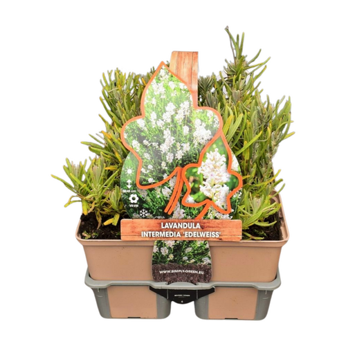 Lavandula angustifolia 'Edelweiss' in sixpack - afbeelding 1