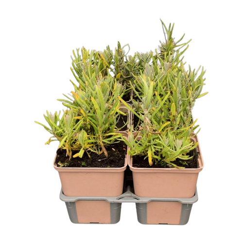 Lavandula angustifolia 'Edelweiss' in sixpack - afbeelding 2