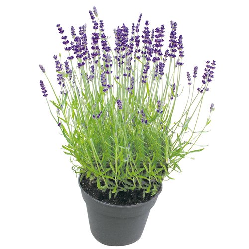 Lavendel, in 12cm-pot