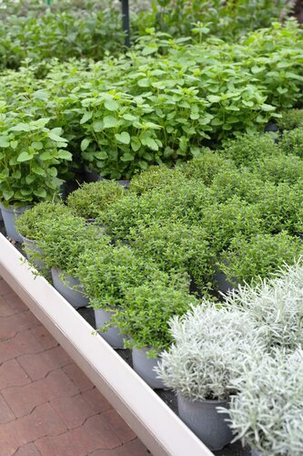 Lavendel, in 14cm-pot - afbeelding 3