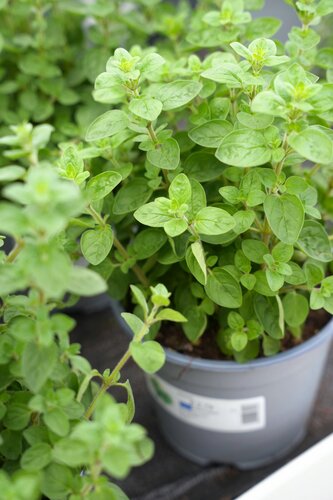 Lavendel, in 14cm-pot - afbeelding 4