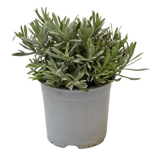 Lavendel, in 14cm-pot - afbeelding 2
