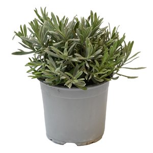 Lavendel, in 14cm-pot - afbeelding 2