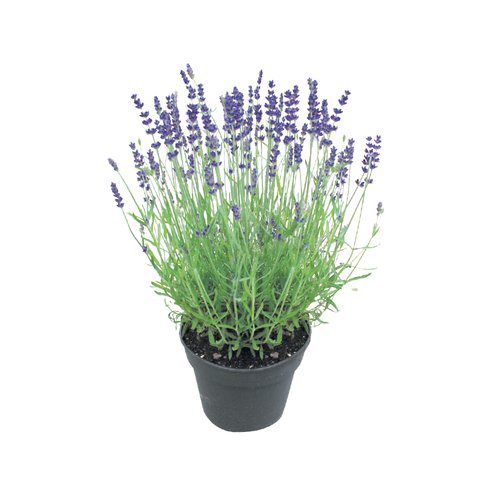 Lavendel, in 17cm-pot - afbeelding 1