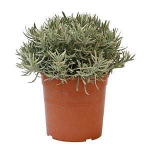 Lavendel, in 18cm-pot - afbeelding 1