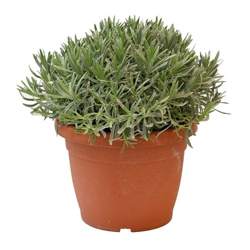 Lavendel, in 25cm-pot - afbeelding 1