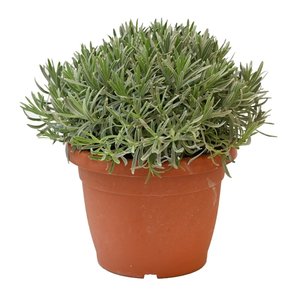 Lavendel, in 25cm-pot