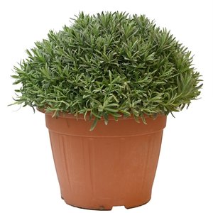 Lavendel, in 35cm-pot