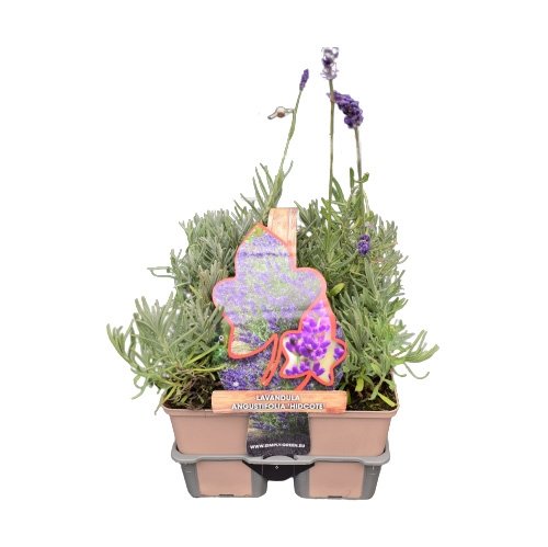Lavendel (Lavandula angustifolia 'Hidcote') in sixpack