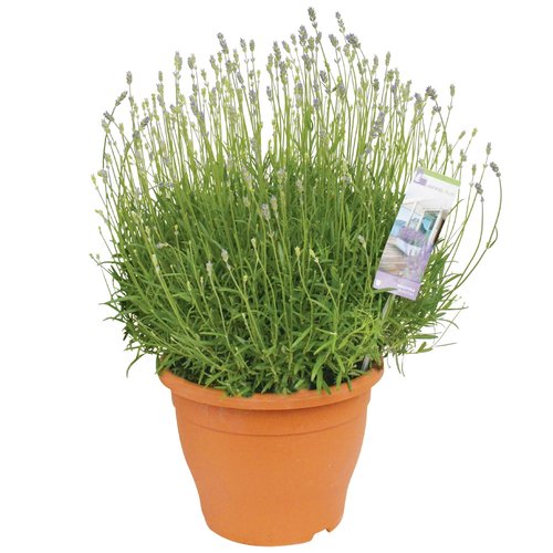 Lavendel XL