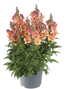 Leeuwenbek, in 19cm-pot