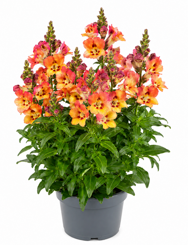 Leeuwenbek, in 19cm-pot