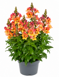 Leeuwenbek, in 19cm-pot