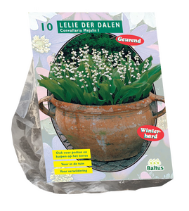 Lelietje-van-dalen - afbeelding 1