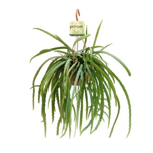Lepismium Bolivianum, in 21cm pot