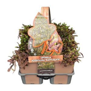 Leptinella pot. Platt's black in sixpack