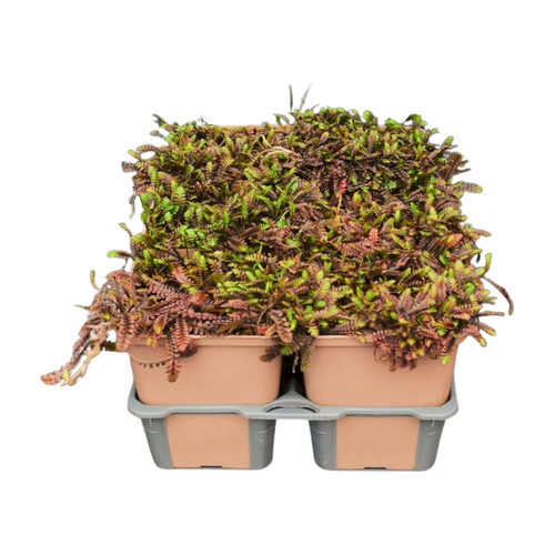 Leptinella pot. Platt's black in sixpack - afbeelding 2