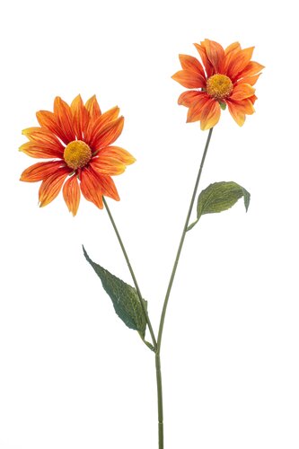 Leucanthemum spray orange 54cm