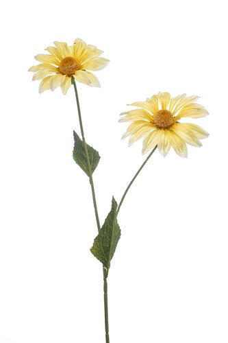 Leucanthemum spray yellow 54cm