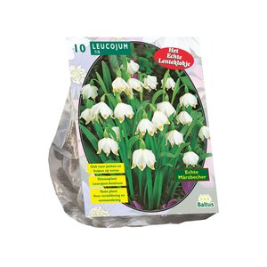 Leucojum per 10 - afbeelding 1