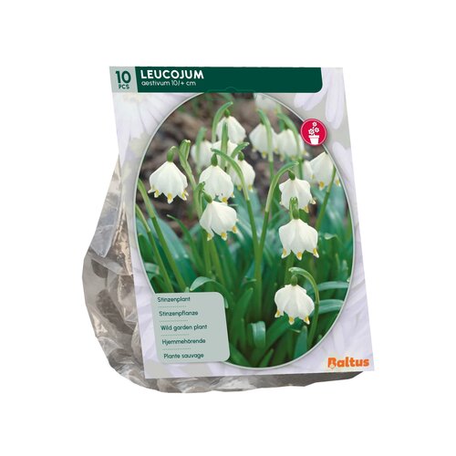 Leucojum per 10 - afbeelding 2