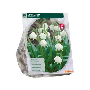 Leucojum per 10 - afbeelding 2
