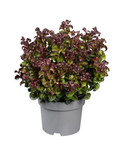 Leucothoe axillaris Curly Red, in 17cm-pot