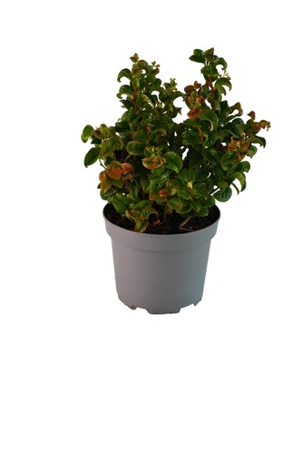 Leucothoe axillaris Curly Red, in 23cm-pot