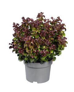 Leucothoe axillaris Curly Red, in 32cm-pot