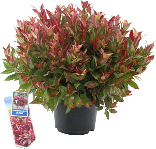 Leucothoe axillaris Zeblid, in 23cm-pot