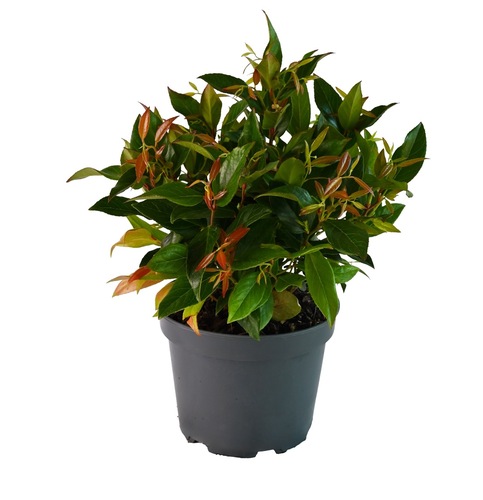 Leucothoe axillaris Zeblid, in 32cm-pot