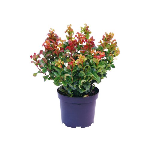 Leucothoe 'Curly Red', in 17cm-pot
