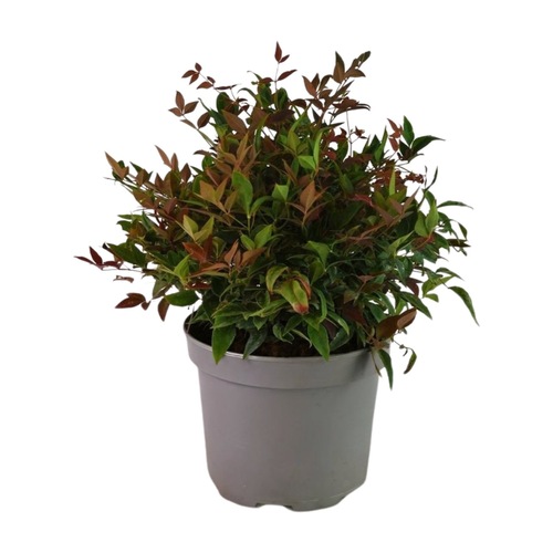 Leucothoe keiskei Burning Love, in 17cm-pot