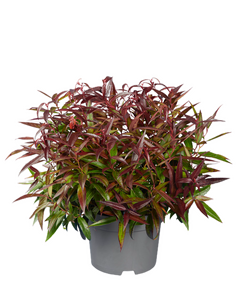 Leucothoe keiskei Burning Love, in 23cm-pot