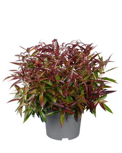 Leucothoe keiskei Burning Love, in 32cm-pot