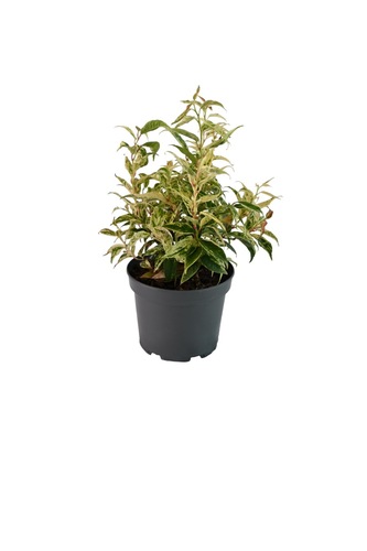Leucothoe Mix, in 23cm-pot