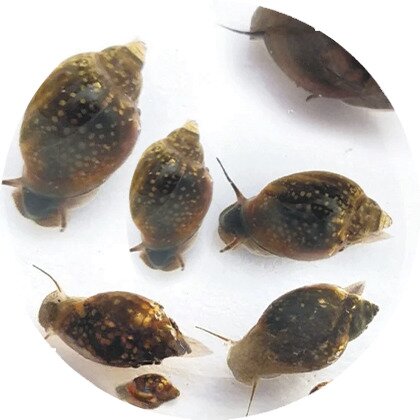 Levende voerslakken aquariumvoer 90 ml