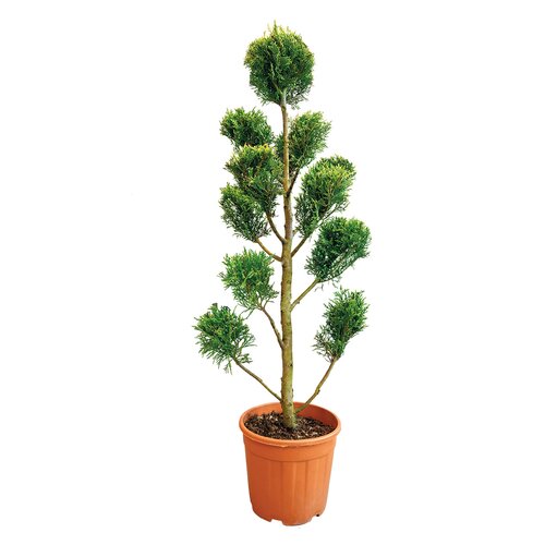 Leylandcipres (Cupressocyparis leylandii) - H 100/125 cm