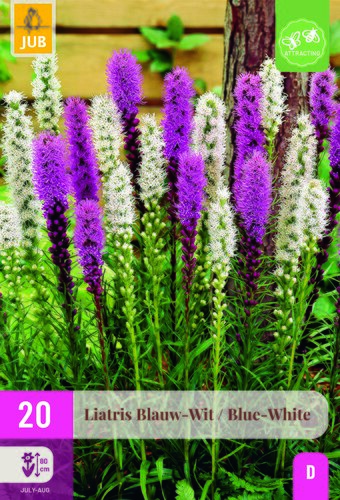 Liatris blauw - wit 20st
