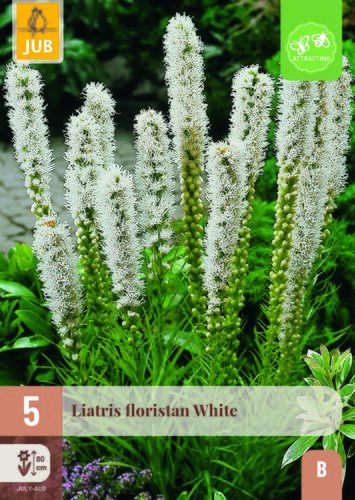 Liatris floristan white 5st
