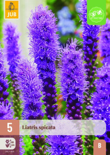 Liatris spicata 5st
