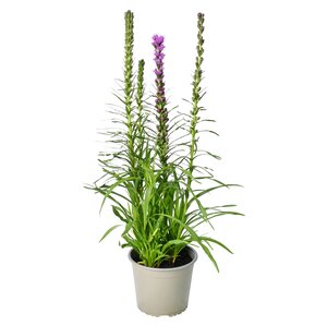 Liatris Spicata, in 17cm-pot - afbeelding 1