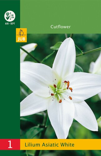 Lilium asiatic white 1st