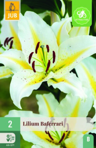 Lilium baferrari 2st