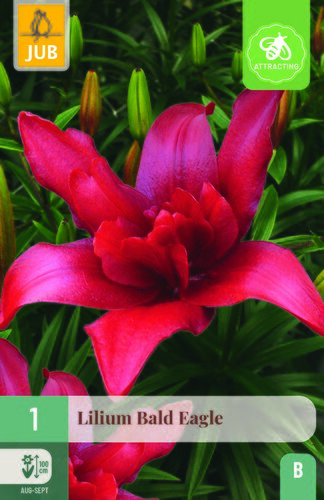 Lilium bald eagle 1st
